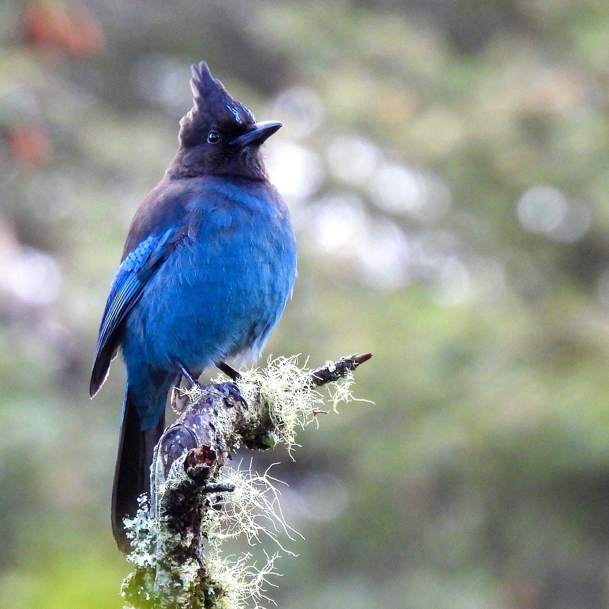 Steller's Jay - ML628277954