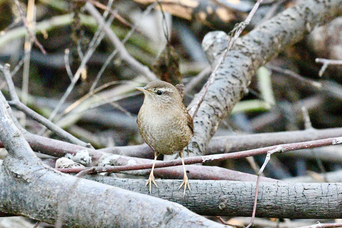 Eurasian Wren - ML628277965
