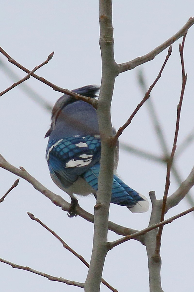 Blue Jay - ML628277977