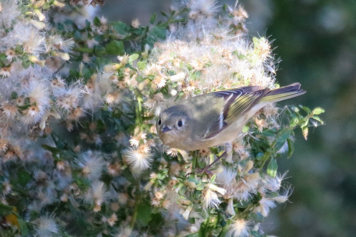 Ruby-crowned Kinglet - ML628278035