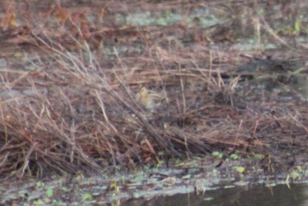 Wilson's Snipe - ML628278053