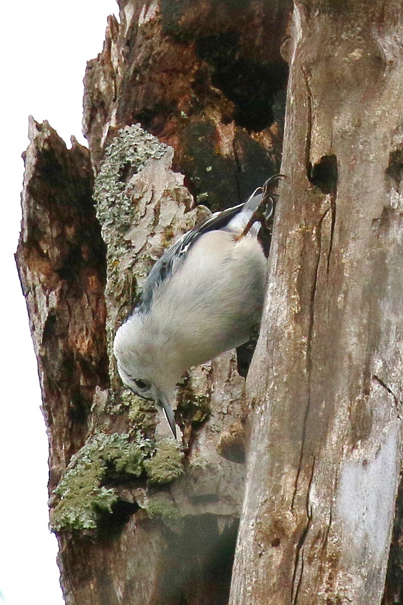 White-breasted Nuthatch - ML628278258