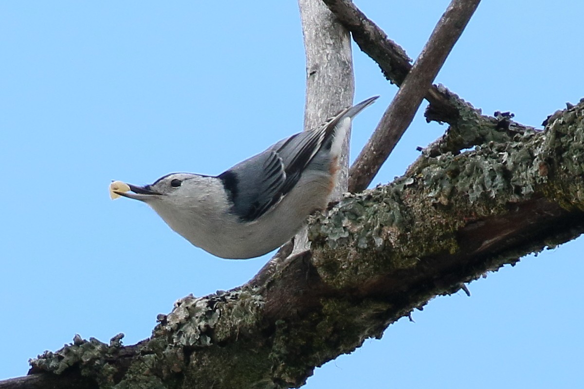 White-breasted Nuthatch - ML628278377