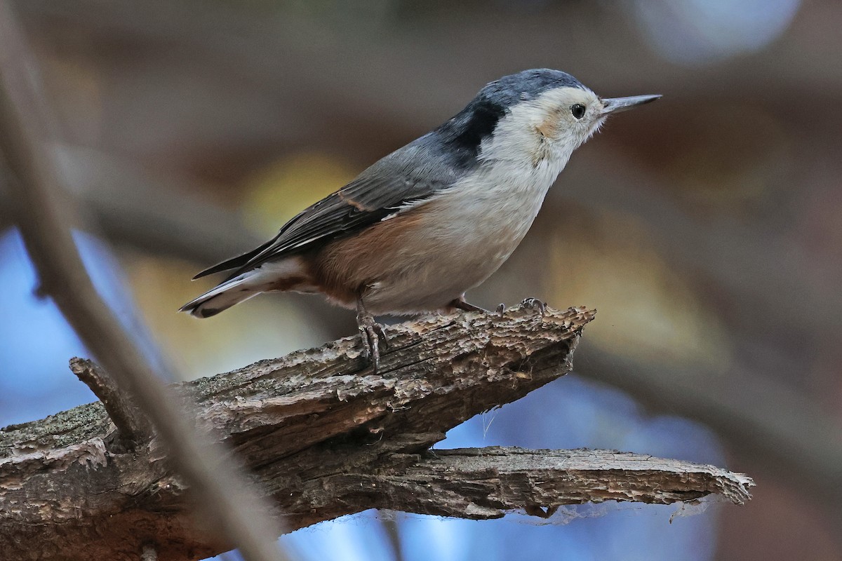 White-breasted Nuthatch - ML628278450