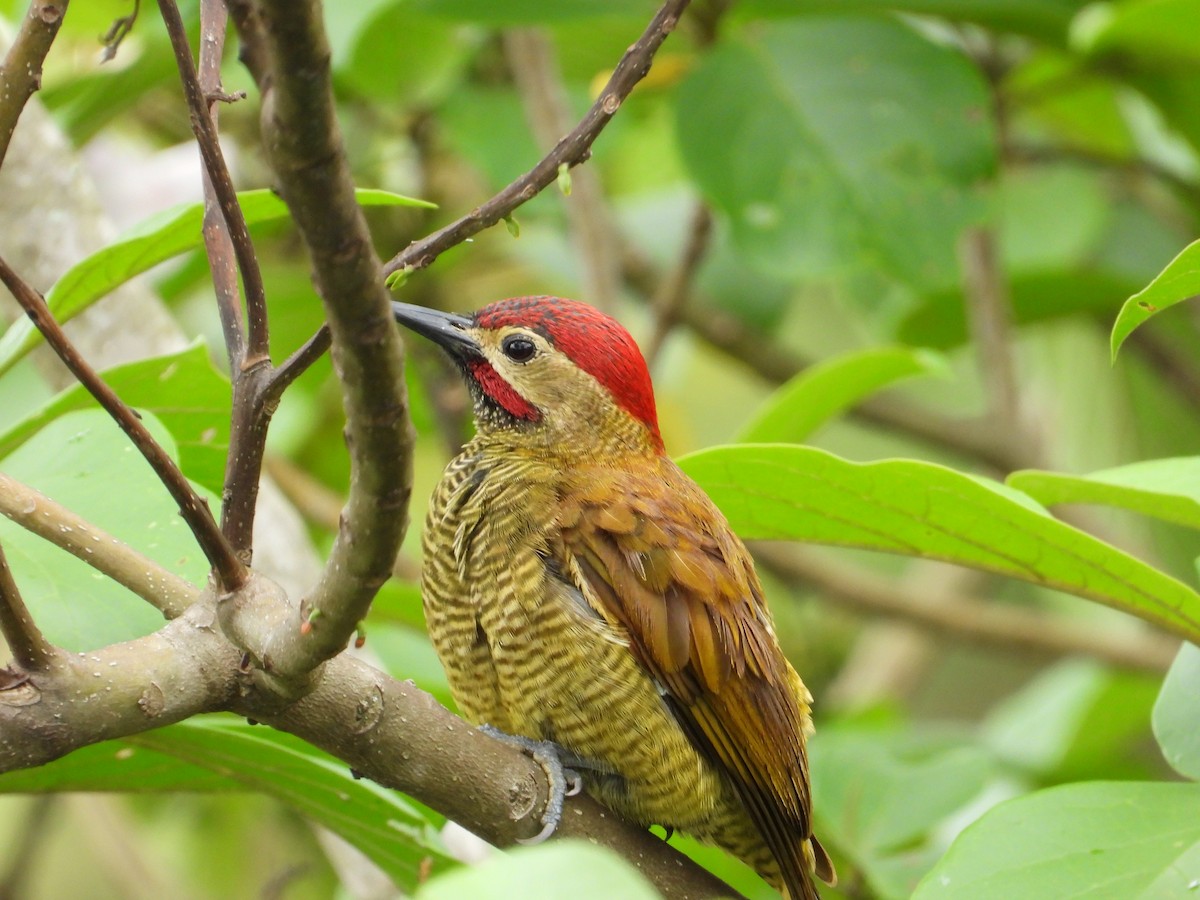 Golden-olive Woodpecker - ML628278605