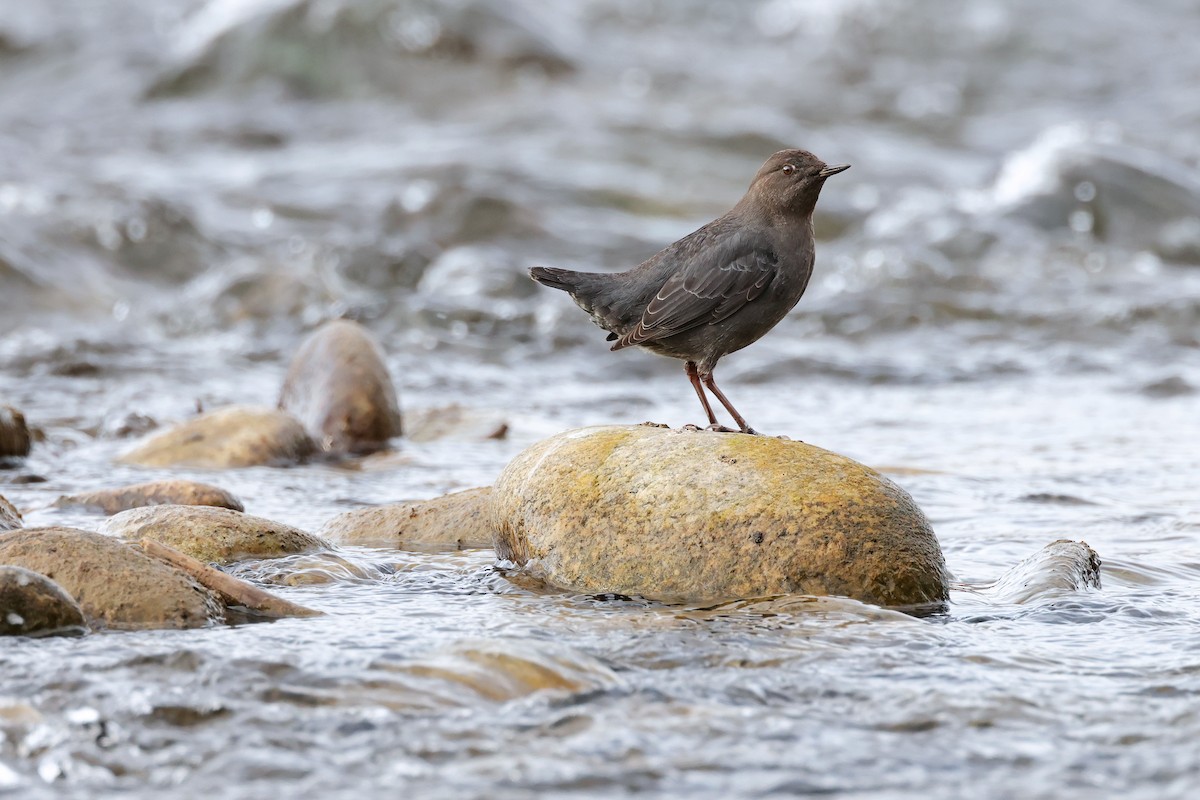 American Dipper - ML628278617