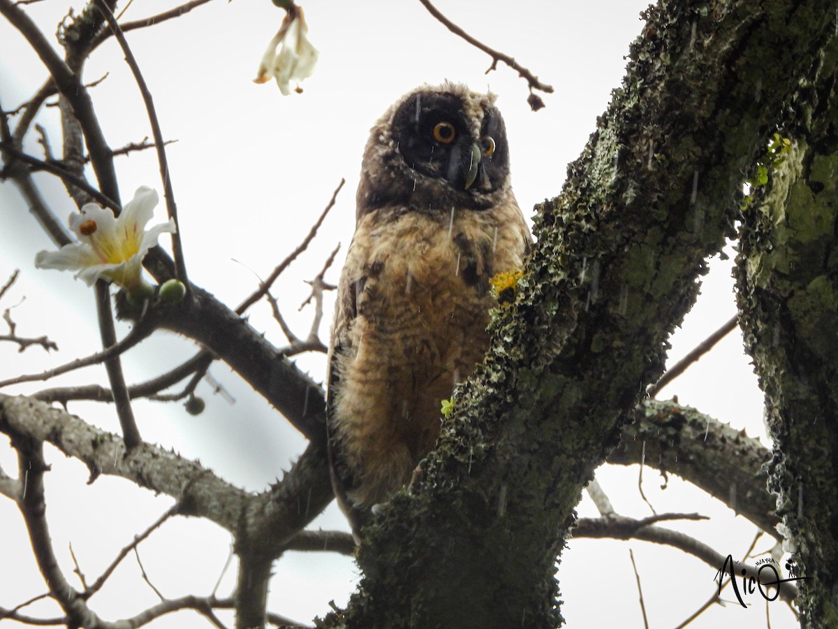 Stygian Owl - ML628278648