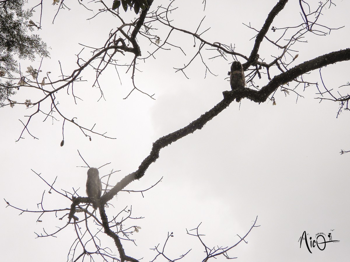 Stygian Owl - ML628278649