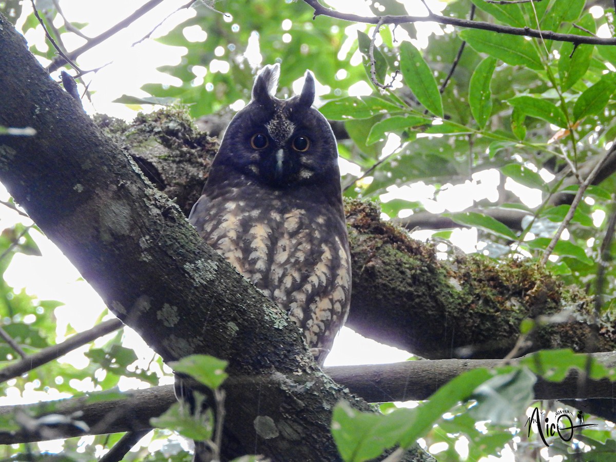 Stygian Owl - ML628278650