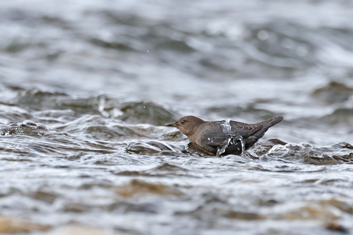 American Dipper - ML628278710