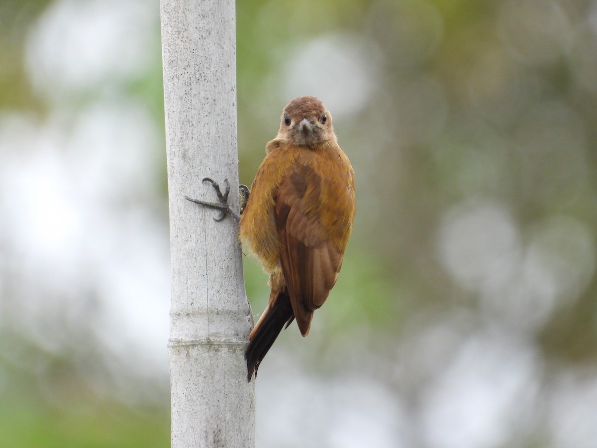 Smoky-brown Woodpecker - ML628278759