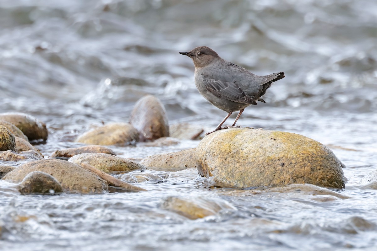 American Dipper - ML628278761