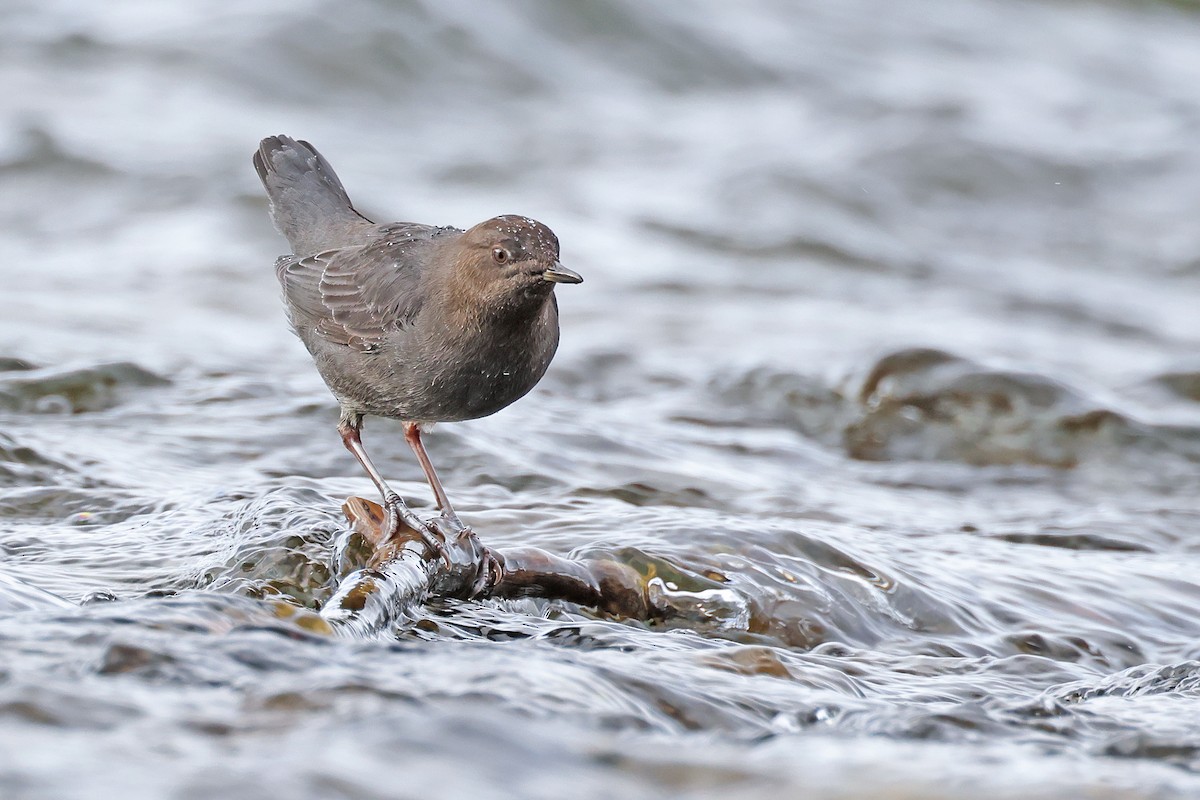 American Dipper - ML628278799