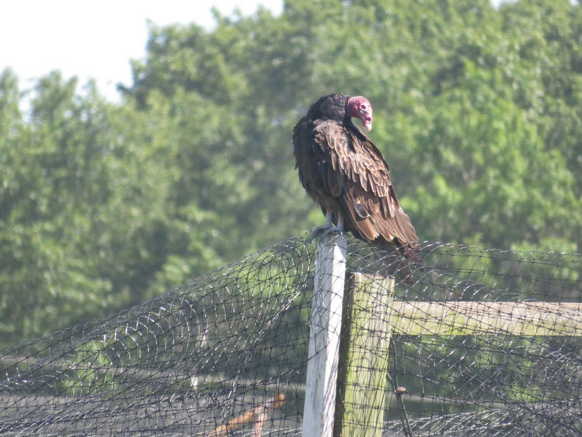 Turkey Vulture - ML62827881