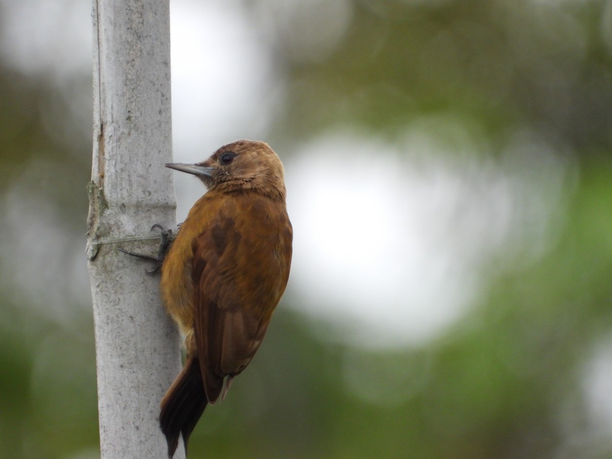 Smoky-brown Woodpecker - ML628278867
