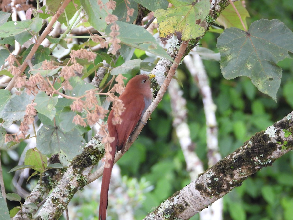 Common Squirrel-Cuckoo - ML628278893