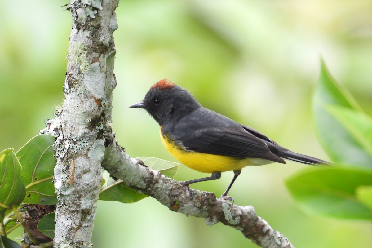 Slate-throated Redstart - ML628278943