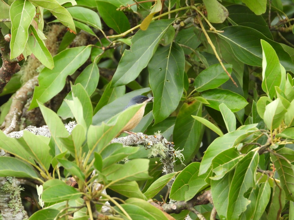 Rusty Flowerpiercer - ML628279022