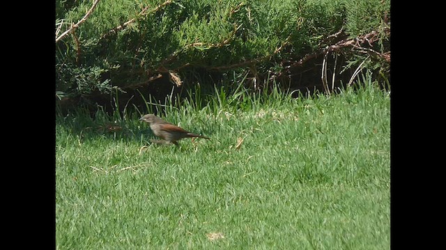 ナキコウウチョウ - ML628279024