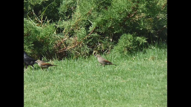 ナキコウウチョウ - ML628279036