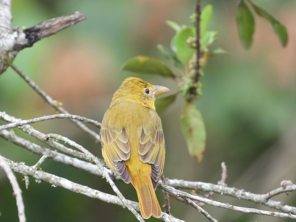 Summer Tanager - ML628279050
