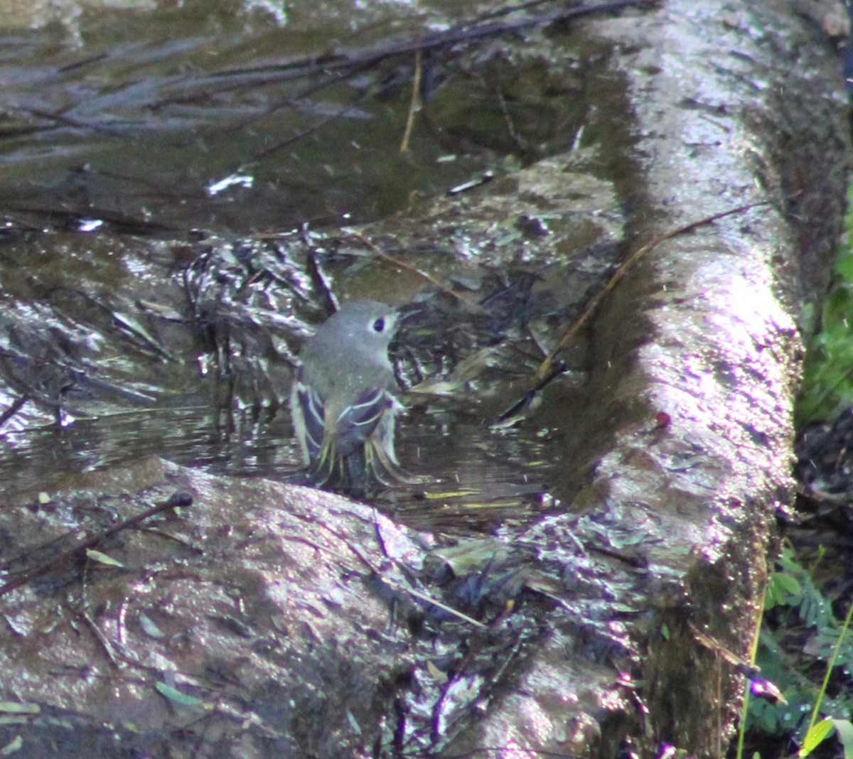 Ruby-crowned Kinglet - ML628279108