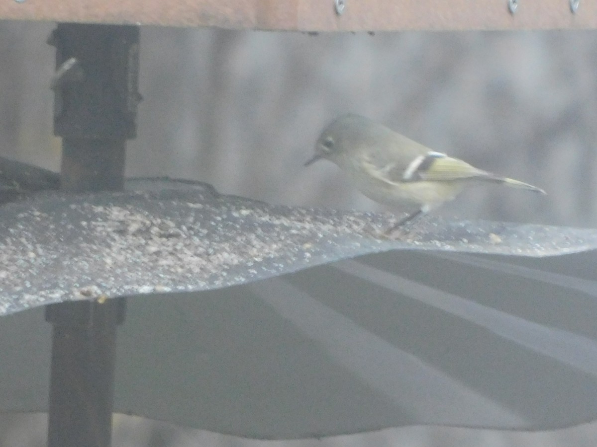 Ruby-crowned Kinglet - ML628279241