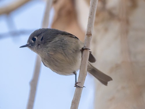 Ruby-crowned Kinglet - ML628279472