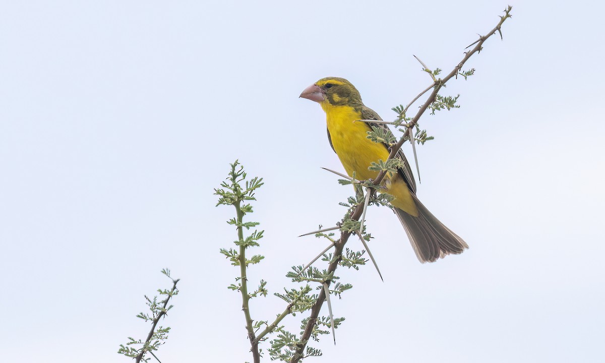 Northern Grosbeak-Canary - Paul Fenwick