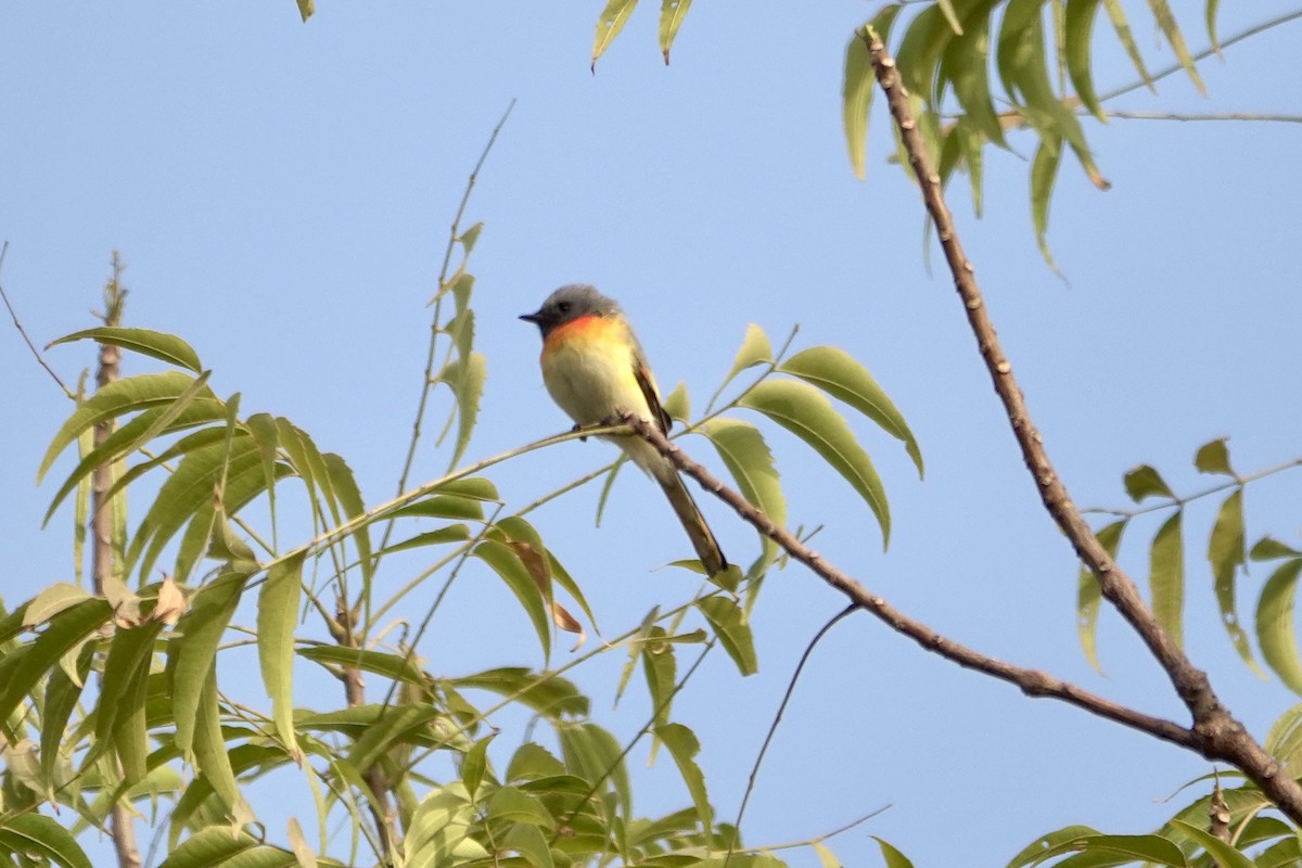 Small Minivet - ML628280115