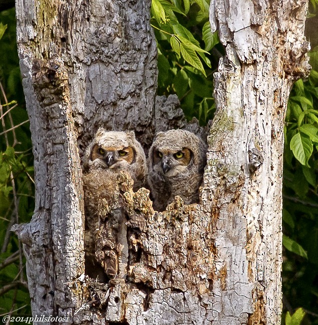 Great Horned Owl - ML628280131