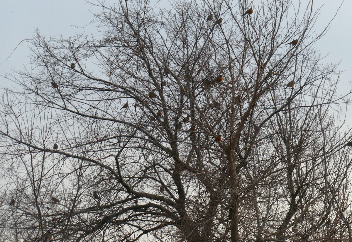 American Robin - ML628280133