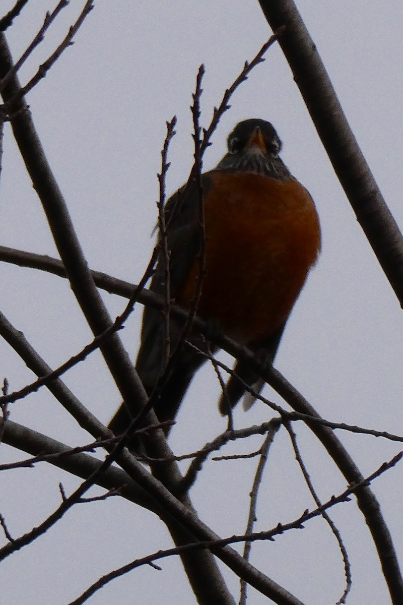 American Robin - ML628280215