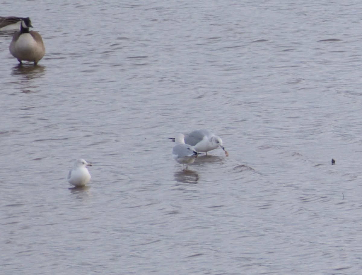 Ring-billed Gull - ML628280231