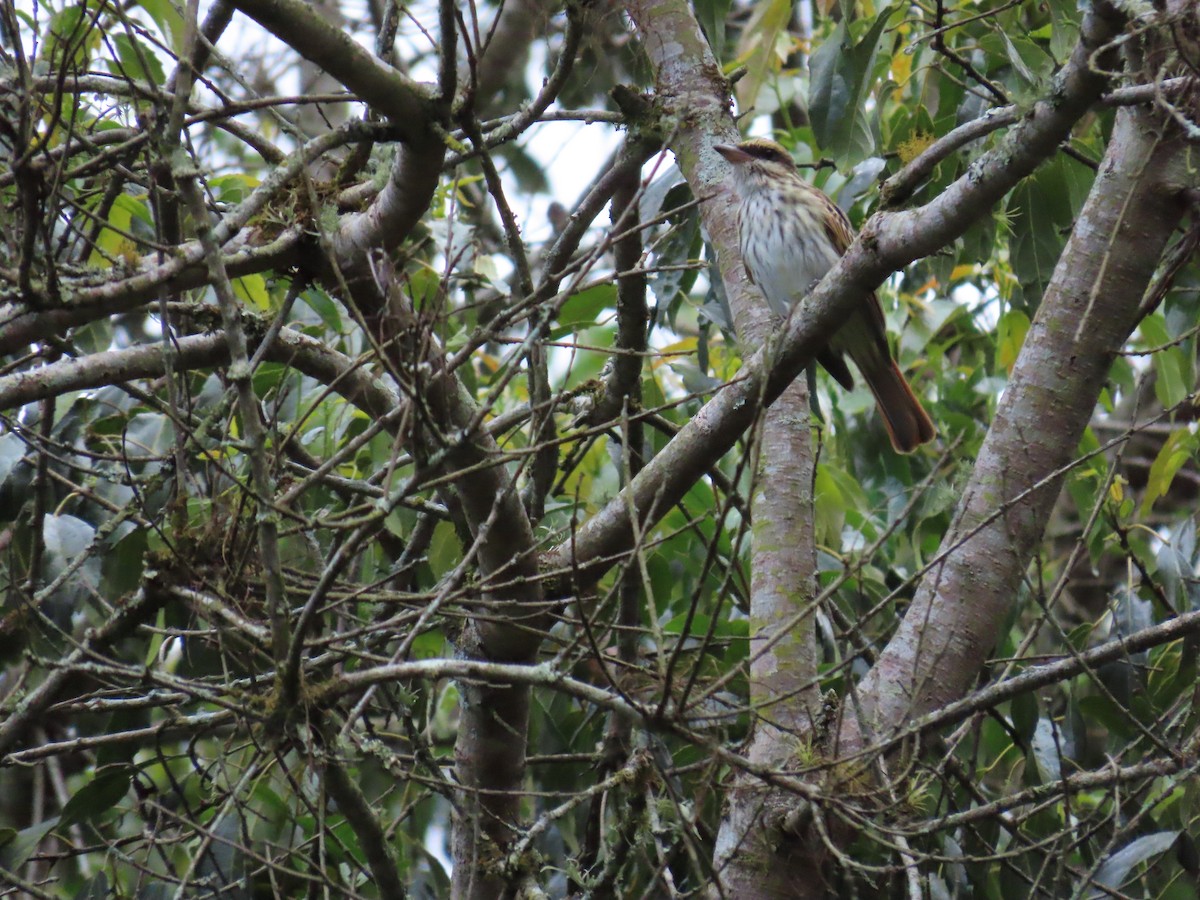 Streaked Flycatcher - ML628280334