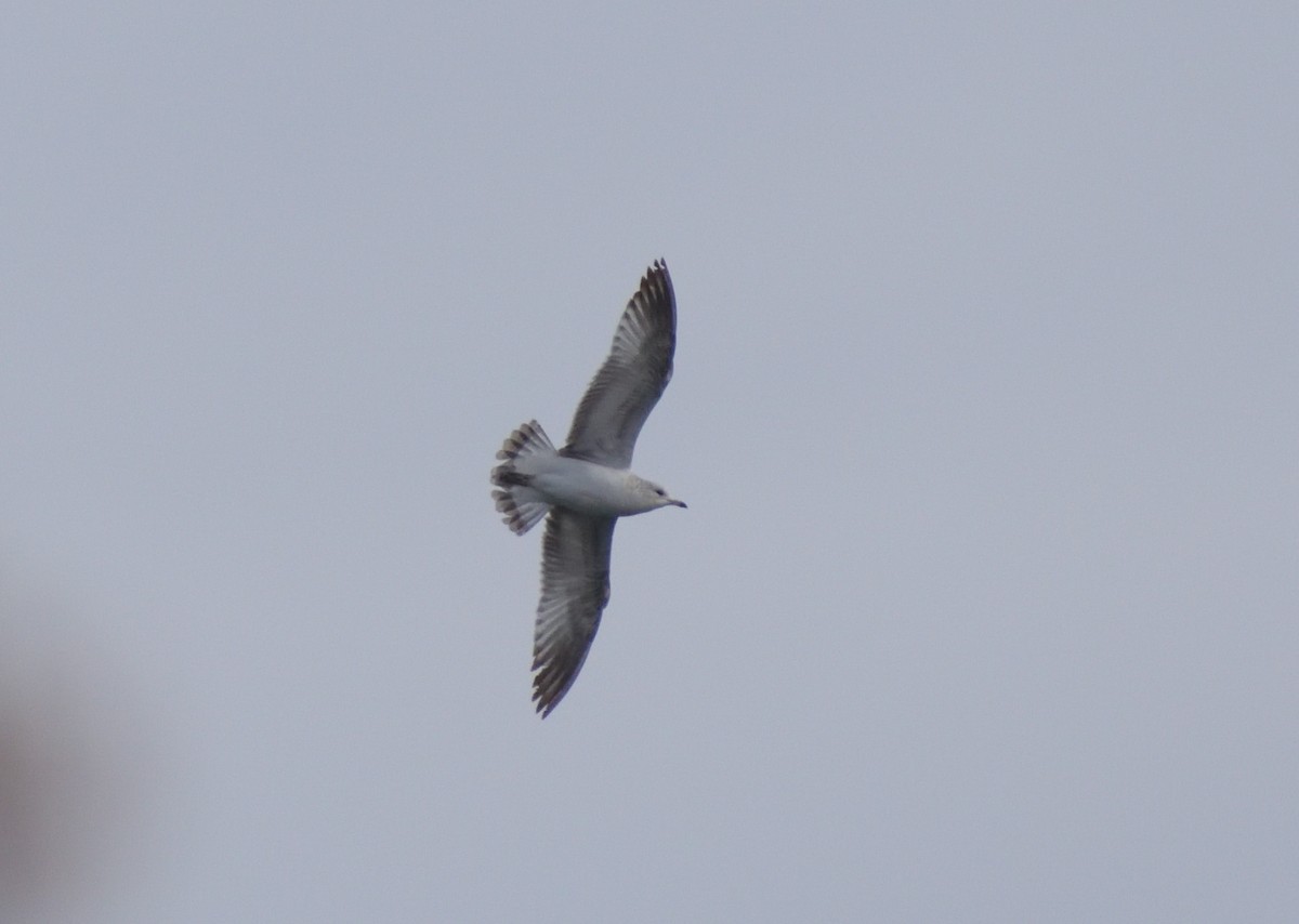 Ring-billed Gull - ML628280368