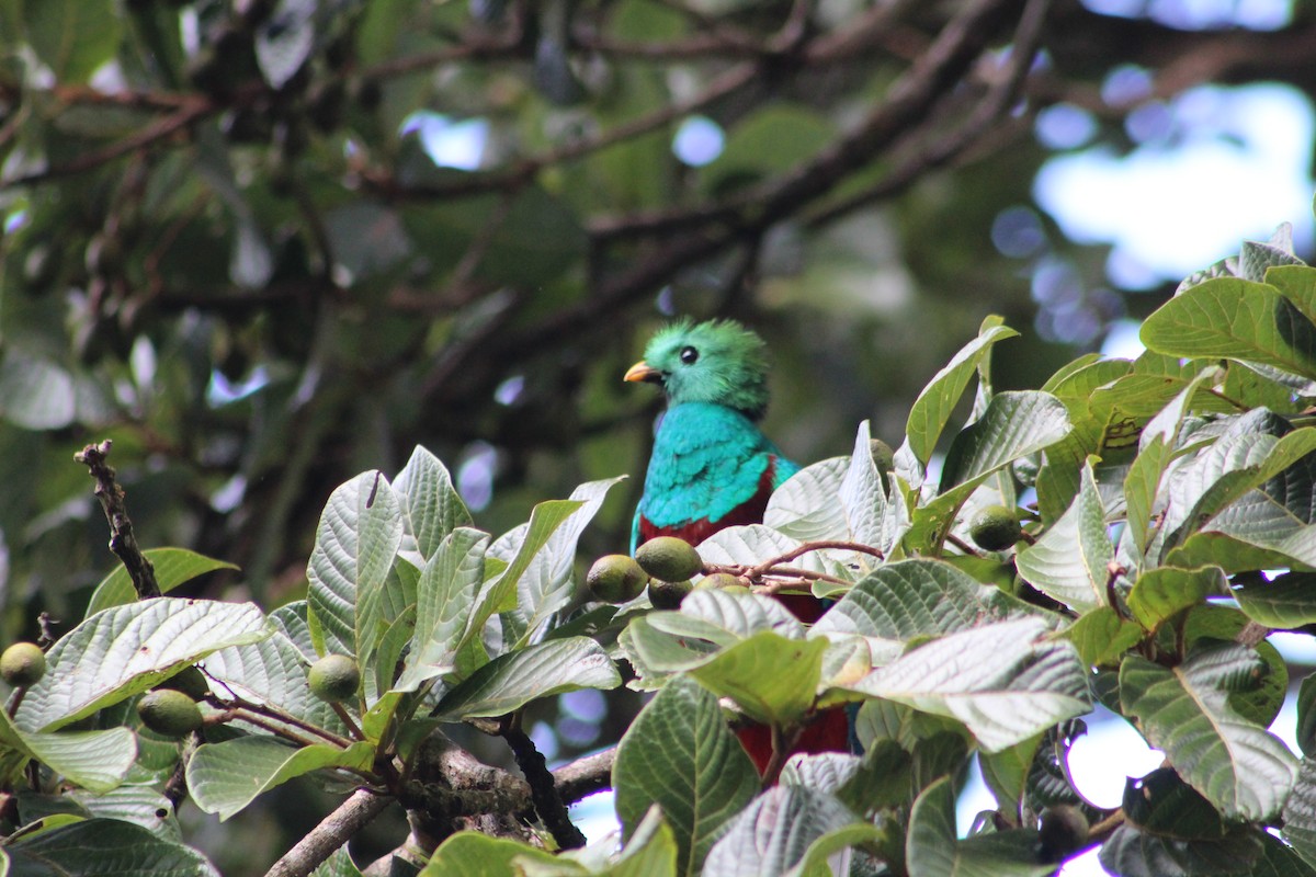 Quetzal Guatemalteco - ML628280374