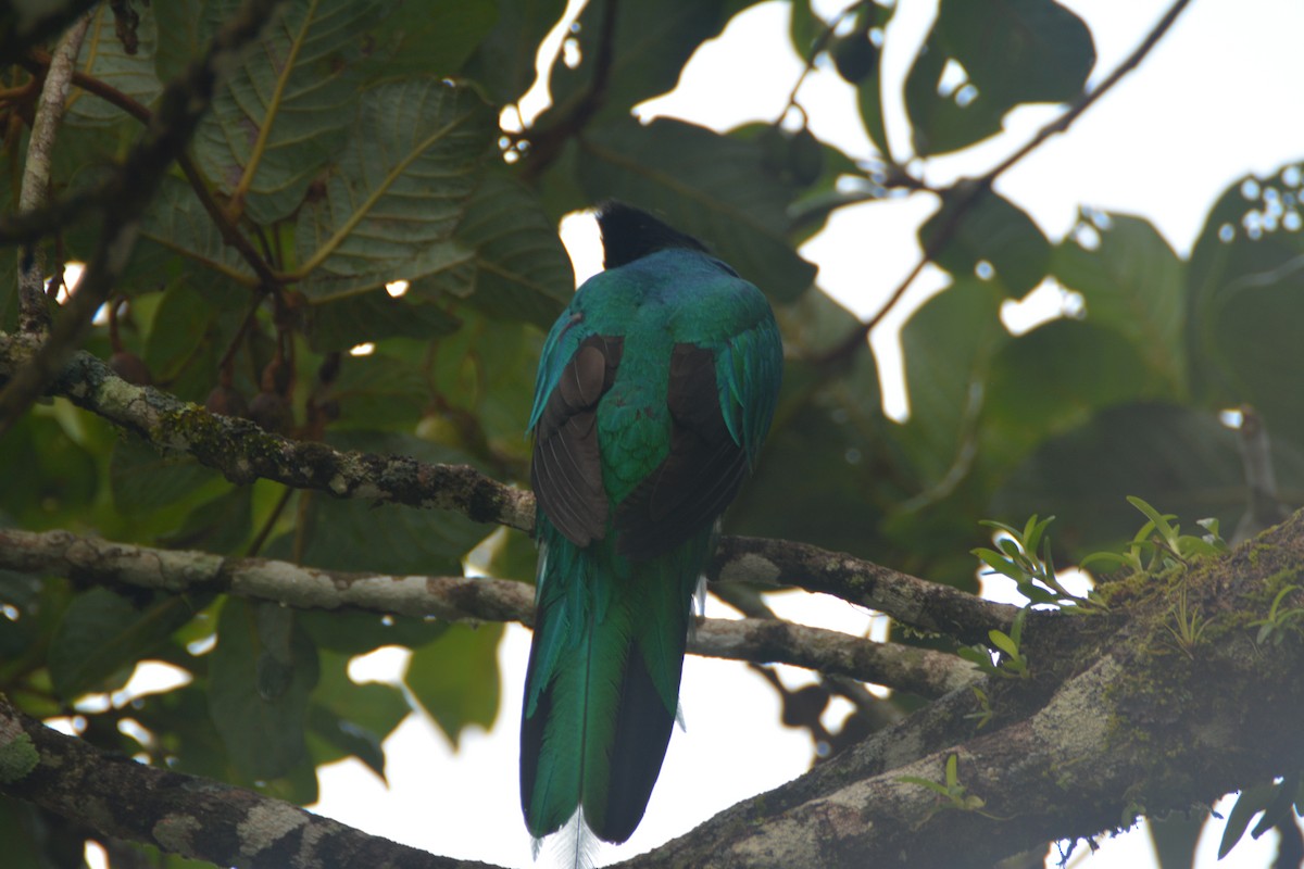 Quetzal Guatemalteco - ML628280375