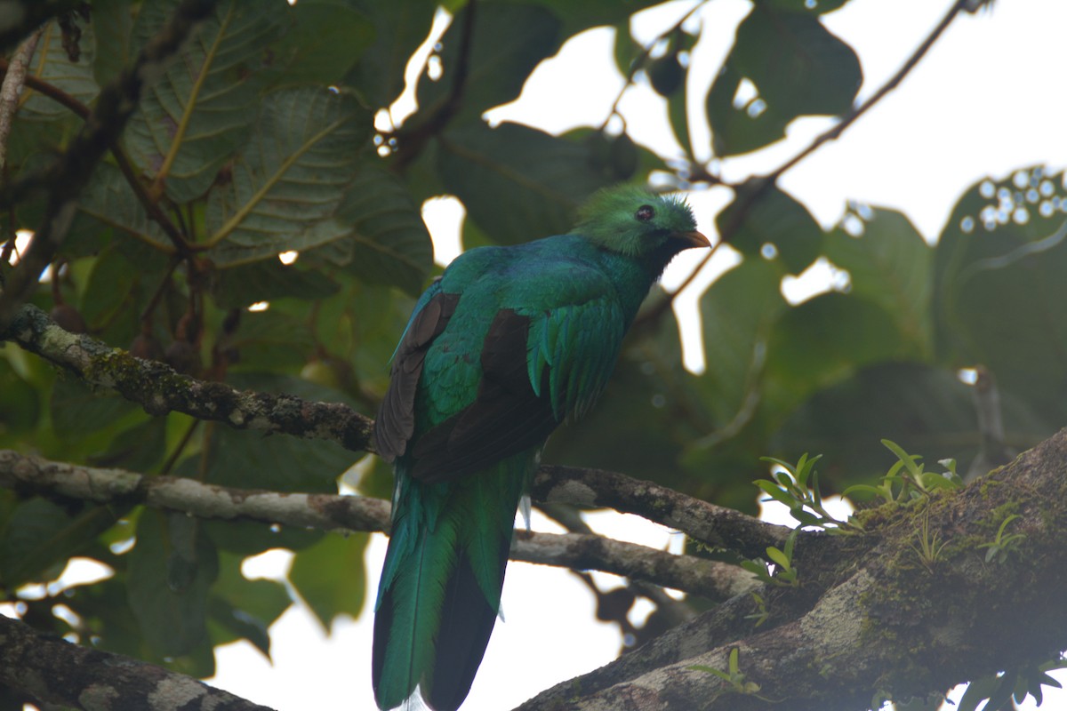 Quetzal Guatemalteco - ML628280376