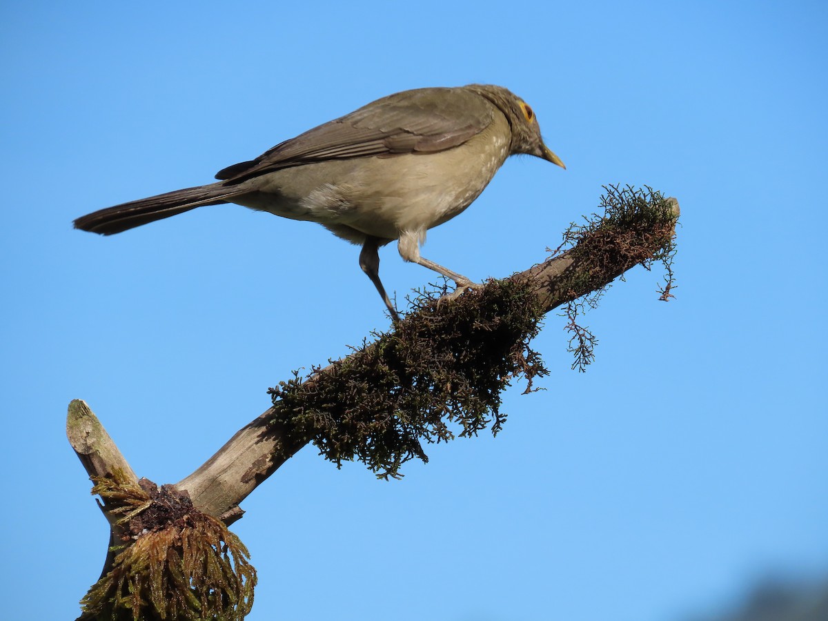 Spectacled Thrush - ML628280474