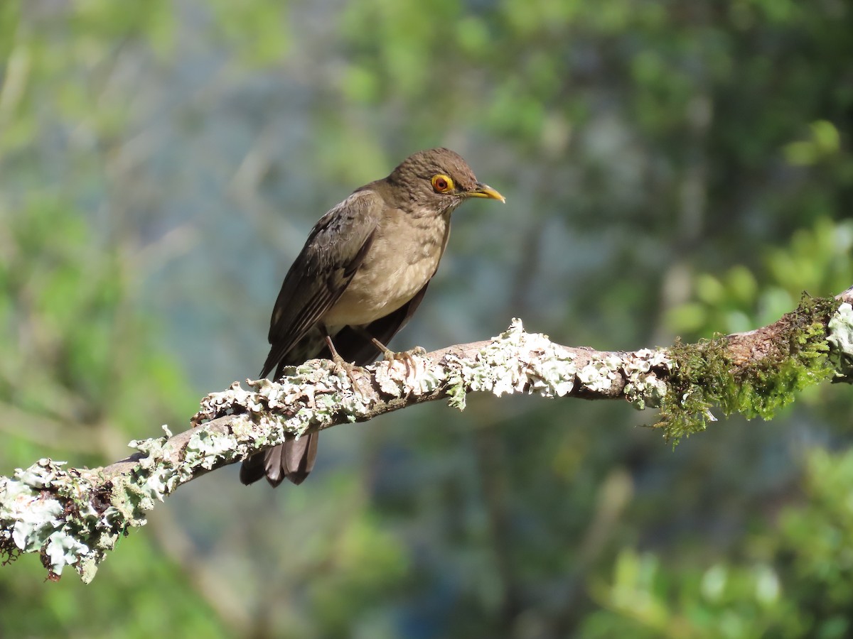 Spectacled Thrush - ML628280547