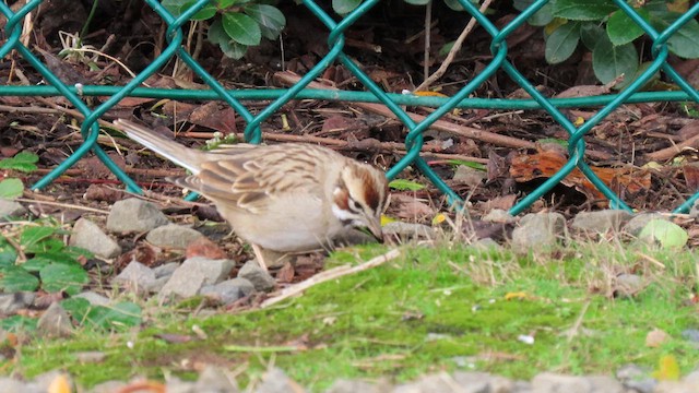 Toygar Serçesi - ML628280709