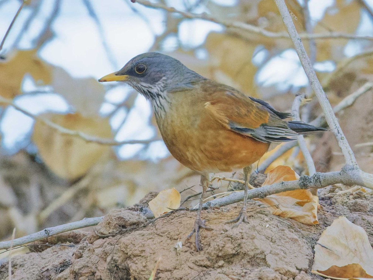 Rufous-backed Robin - ML628280819