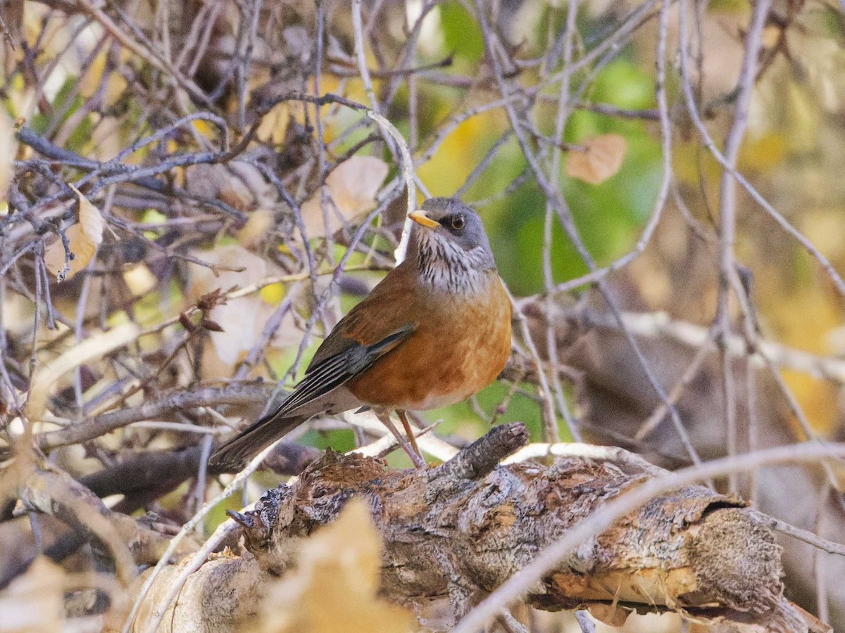 Rufous-backed Robin - ML628280820