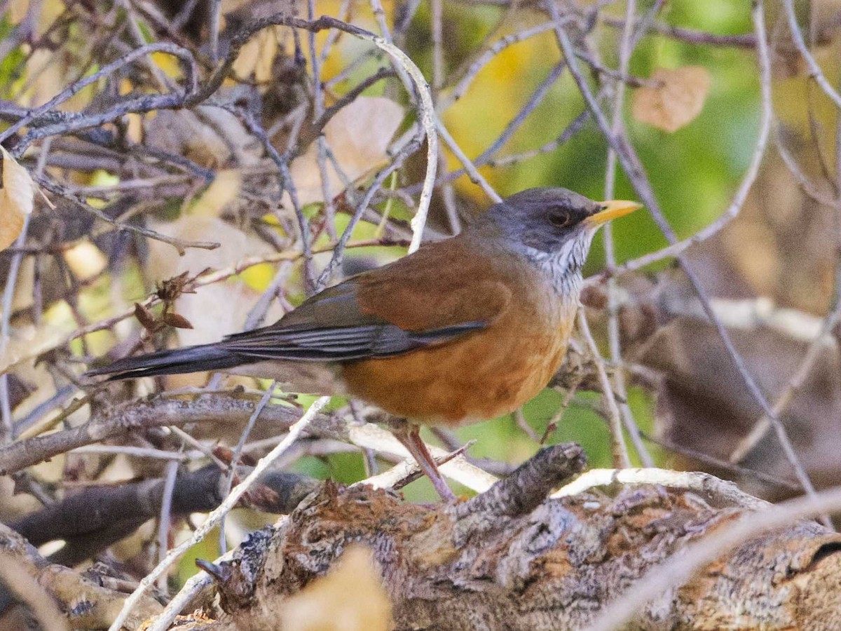 Rufous-backed Robin - ML628280821