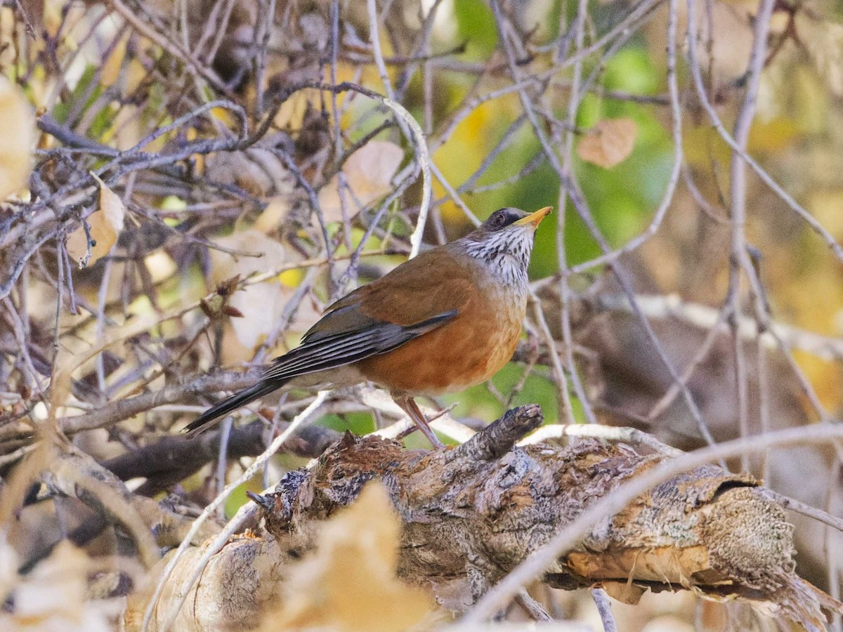 Rufous-backed Robin - ML628280822
