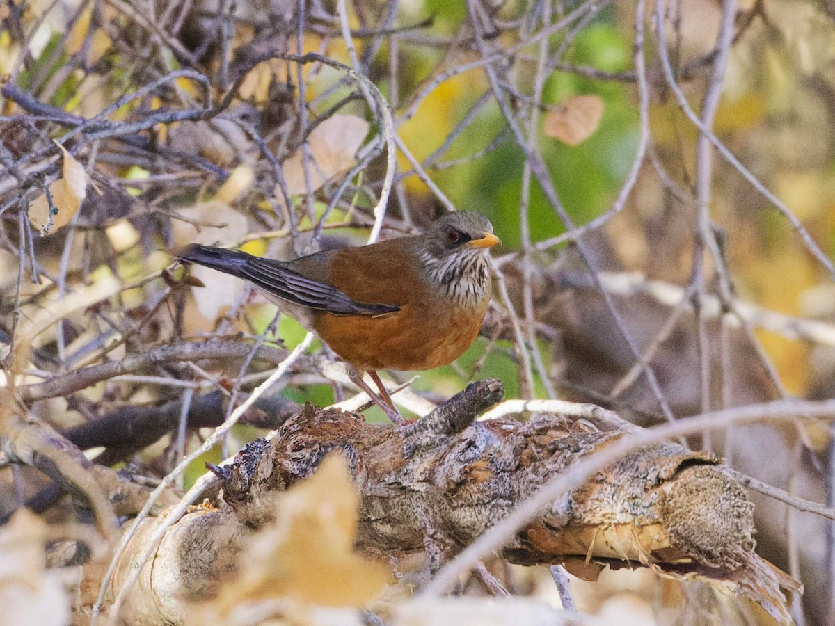 Rufous-backed Robin - ML628280823
