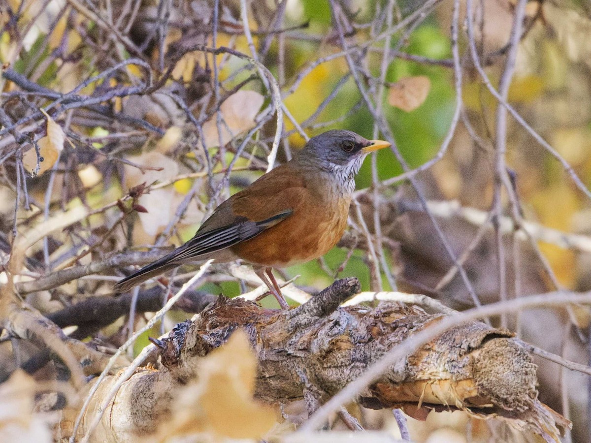 Rufous-backed Robin - ML628280824