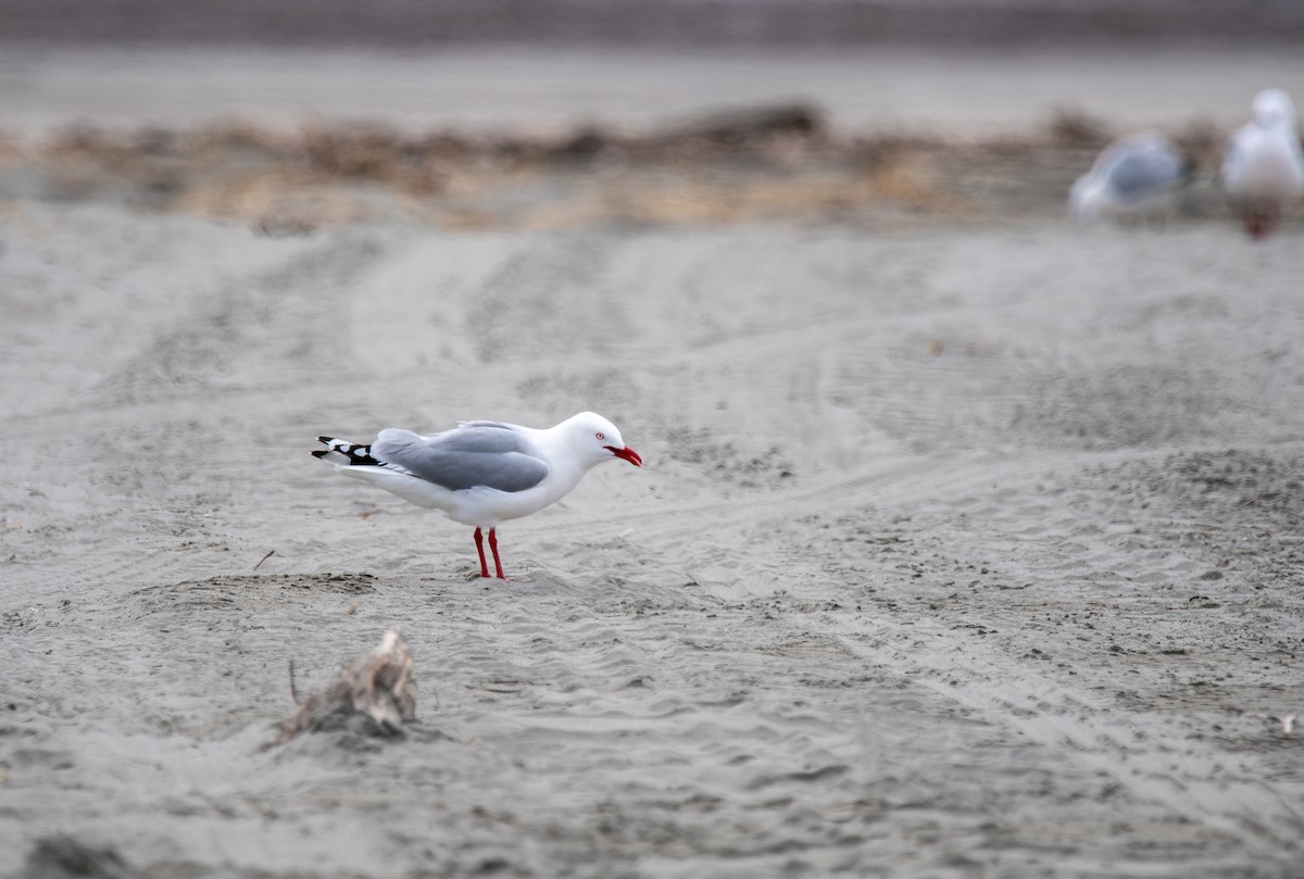 Silver Gull - ML628280900