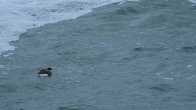 Guillemot à cou blanc - ML628280937